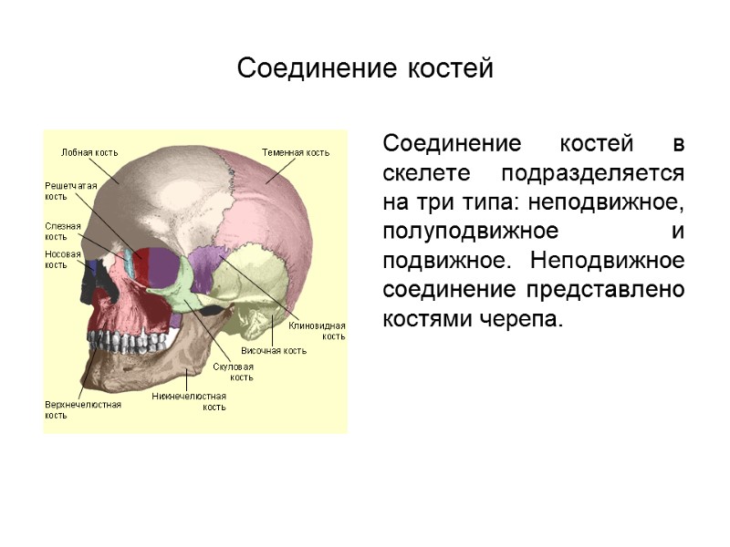 Соединение костей  Соединение костей в скелете подразделяется на три типа: неподвижное, полуподвижное и